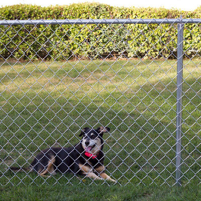 2 Inch Mesh Hole 75x75mm Metal Chain Link Fence 9 Gauge Galvanized Garden