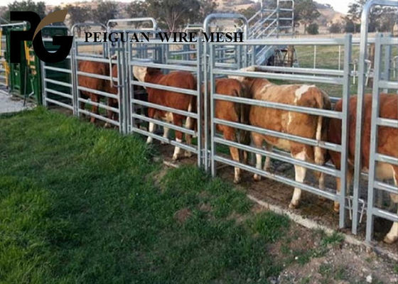 1.6m Cattle Yard Panel , White Livestock Metal Fence Panels